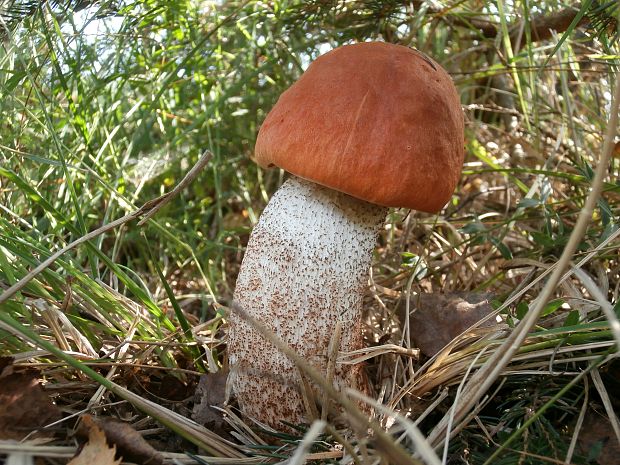 kozák Leccinum sp.