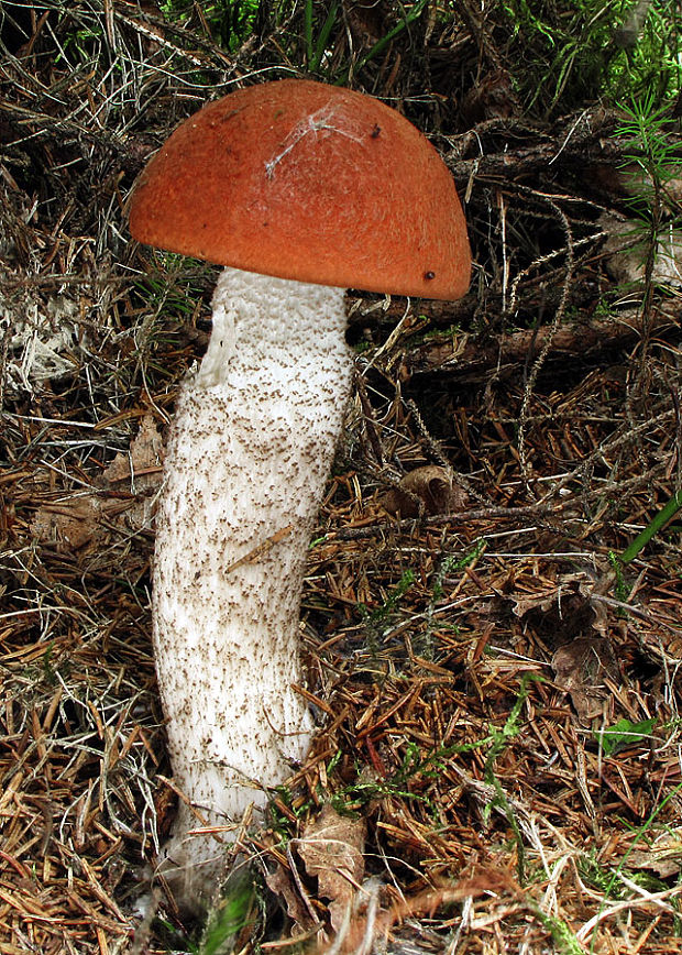 kozák Leccinum sp.