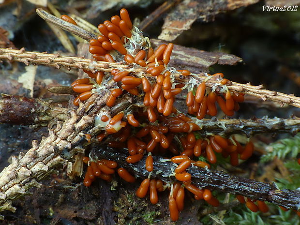 leskloplodka krehká Leocarpus fragilis (Dicks.) Rostaf.