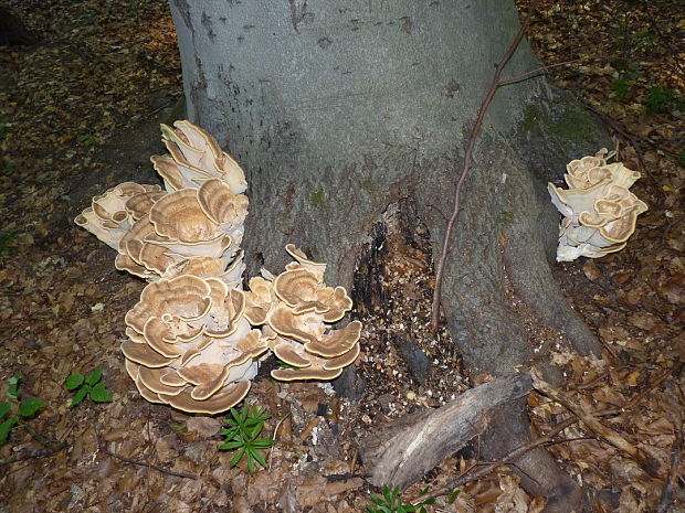 vejárovec obrovský Meripilus giganteus (Pers.) P. Karst.