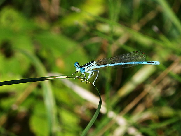 šidielko ploskonohé Platycnemis pennipes