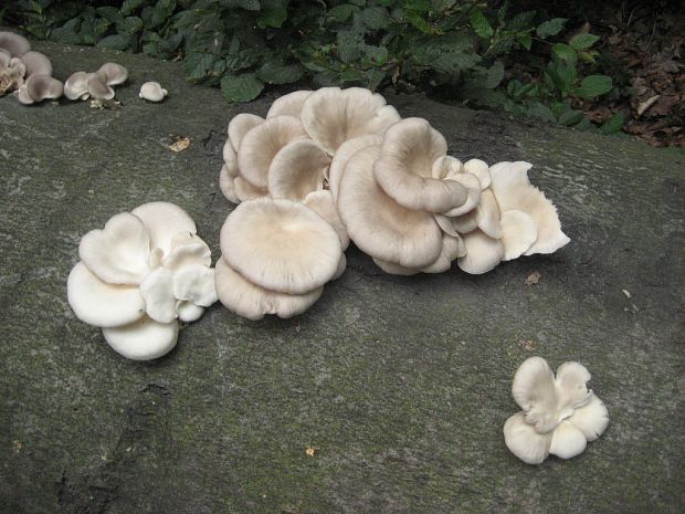 hliva buková Pleurotus pulmonarius (Fr.) Quél.