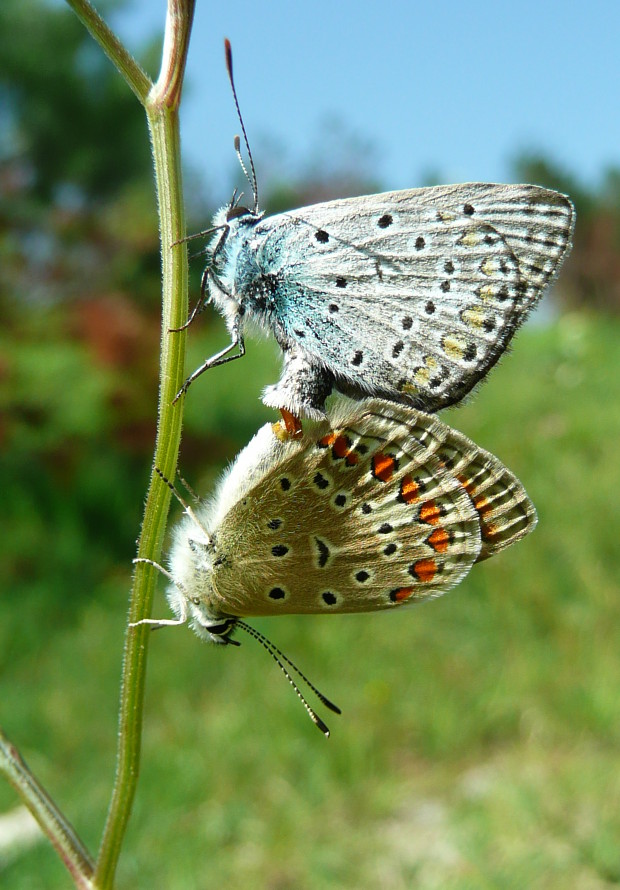 modráčik obyčajný Polyommatus icarus Rottemburg, 1775