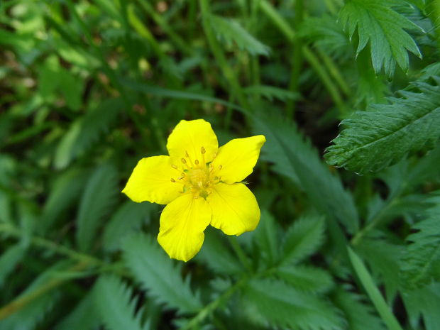 nátržník husí Potentilla anserina L.