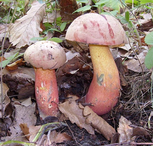 hríb Le Galovej Rubroboletus legaliae (Pilát & Dermek) Della Maggiora & Trassin.