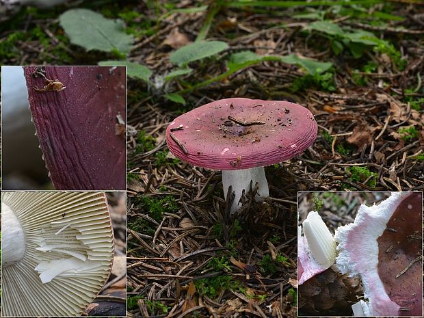 plávka ametystová Russula amethystina Quél.