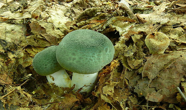 plávka zelenkastá Russula virescens (Schaeff.) Fr.