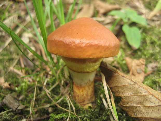 masliak smrekovcový Suillus grevillei (Klotzsch) Singer