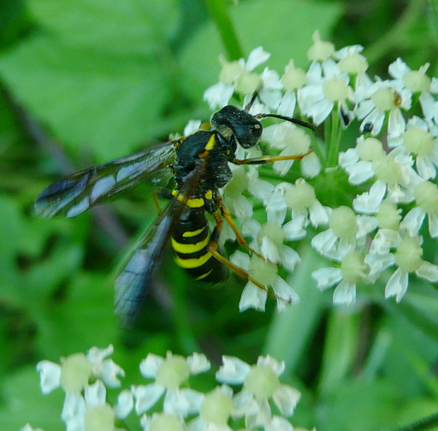 piliarka Tenthredo vespa Retzius, 1783