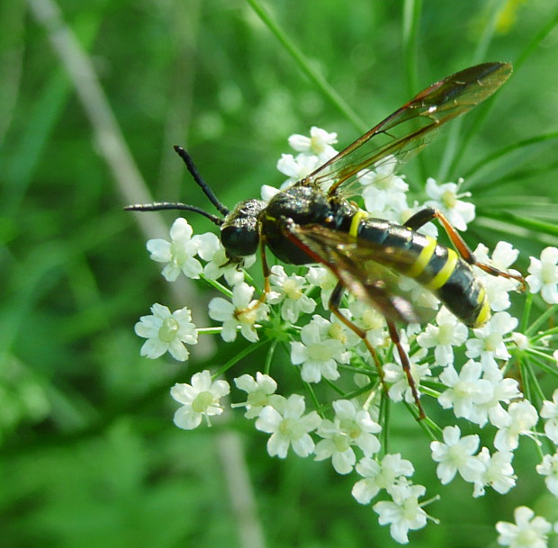 piliarka Tenthredo vespa Retzius, 1783