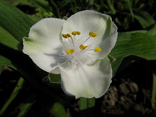 tradeskancia záhradná Tradescantia x andersoniana Ludw. et Rothw.