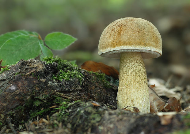 podhríb žlčový Tylopilus felleus (Bull.) P. Karst.