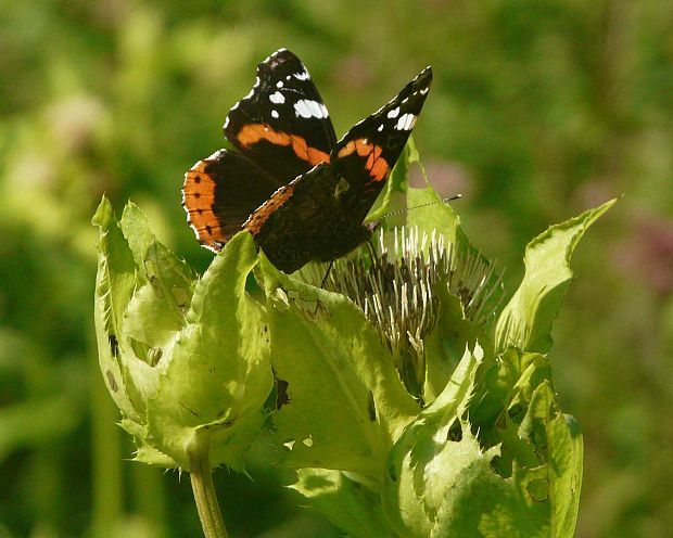 babôčka admirálska Vanessa atalanta