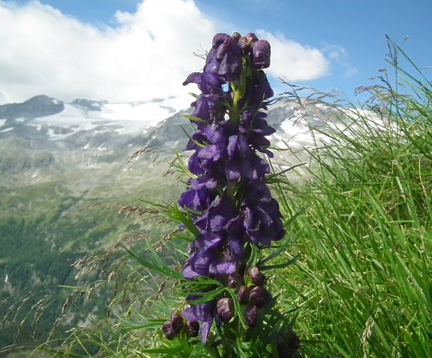 prilbica Aconitum tauricum Wulfen