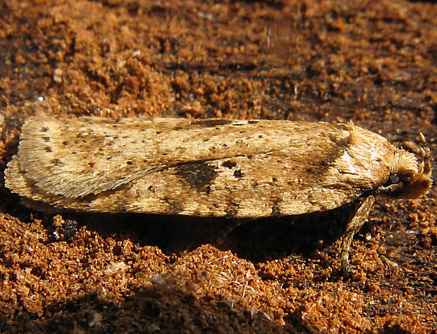 ploskáč lopúchový/plochuška lopuchová Agonopterix arenella (Denis & Schiffermüller, 1775)