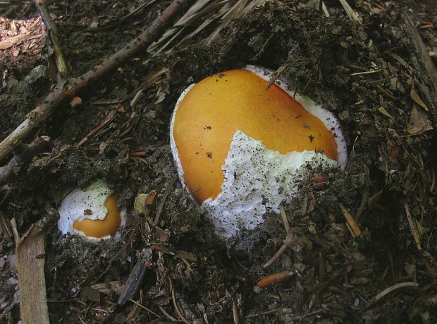 muchotrávka cisárska Amanita caesarea (Scop.) Pers.