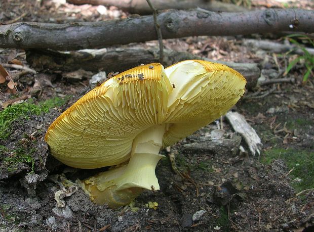 muchotrávka cisárska Amanita caesarea (Scop.) Pers.