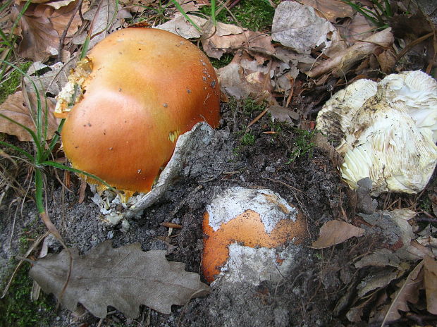 muchotrávka cisárska Amanita caesarea (Scop.) Pers.