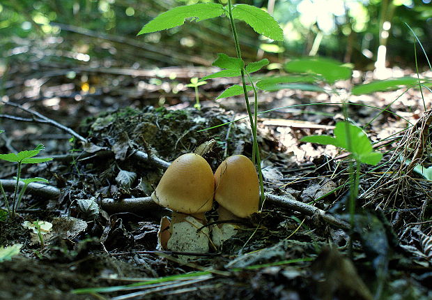 muchotrávka cisárska Amanita caesarea (Scop.) Pers.