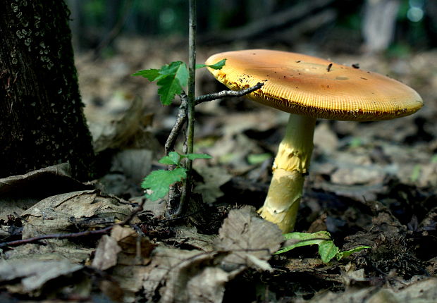 muchotrávka cisárska Amanita caesarea (Scop.) Pers.