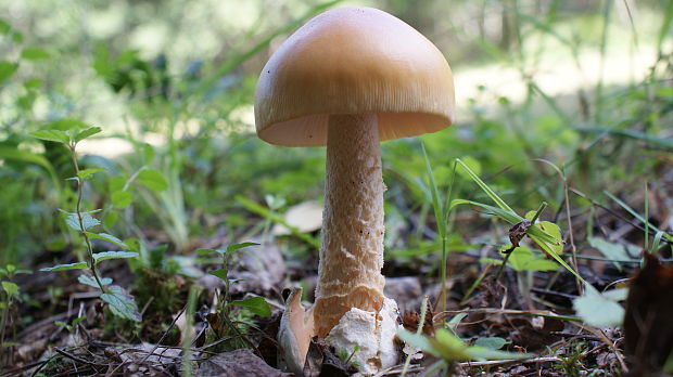 muchotrávka oranžová Amanita crocea (Quél.) Singer