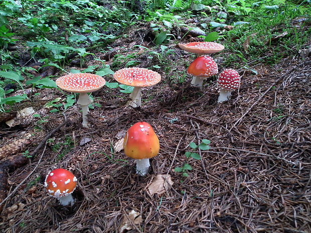 muchotrávka červená Amanita muscaria (L.) Lam.