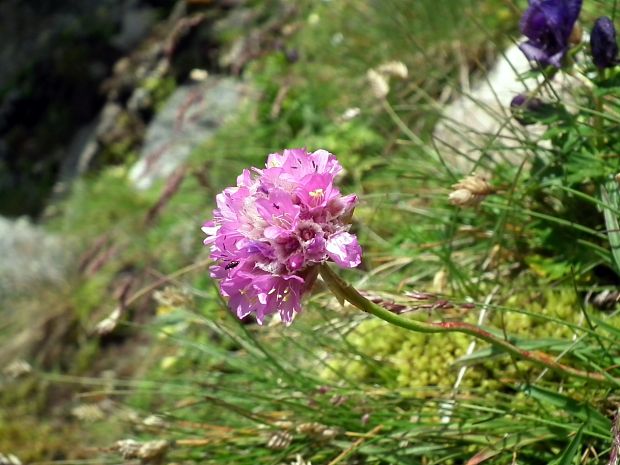 trávnička alpínska Armeria alpina Willd.