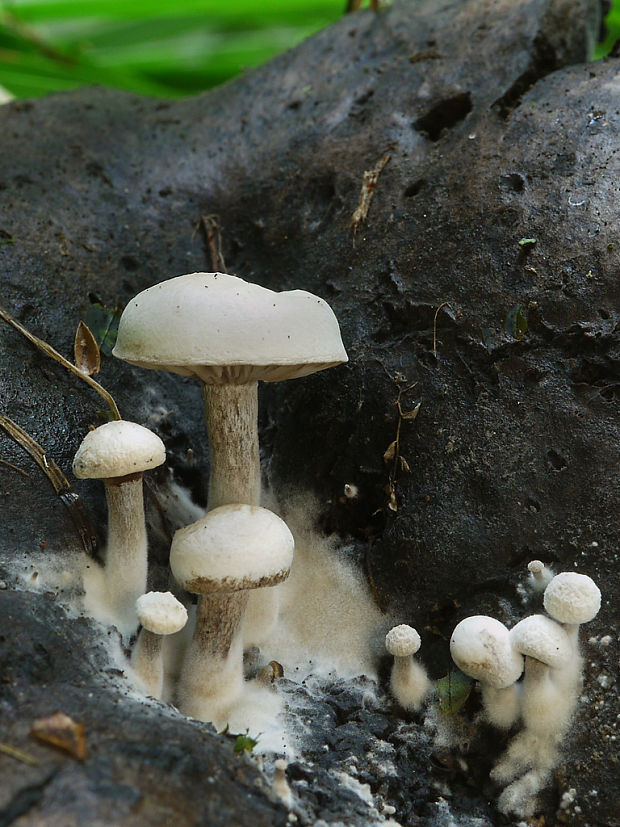 príživnica prášnicovitá Asterophora lycoperdoides (Bull.) Ditmar