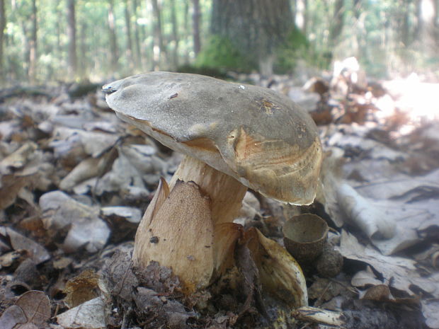 hríb bronzový Boletus aereus Bull. ex Fr.