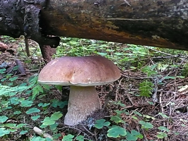 hríb smrekový Boletus edulis Bull.