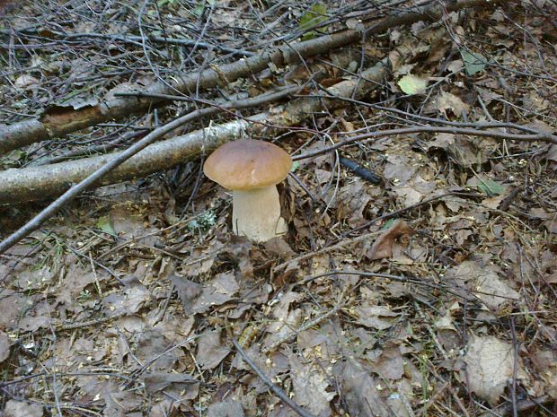 hríb smrekový Boletus edulis Bull.