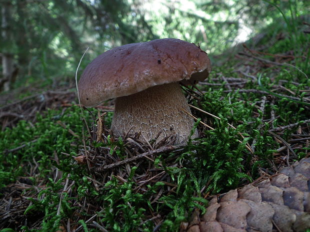 hríb smrekový Boletus edulis Bull.