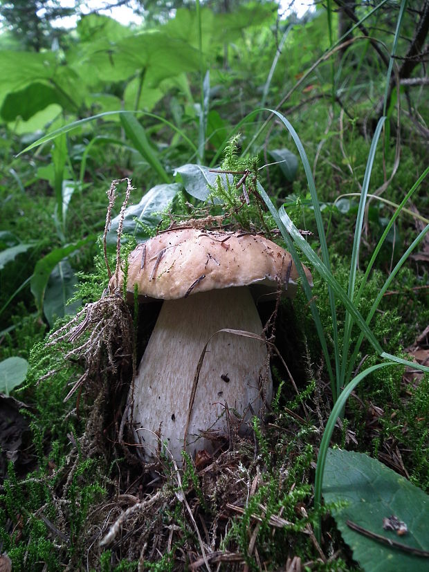 hríb smrekový Boletus edulis Bull.