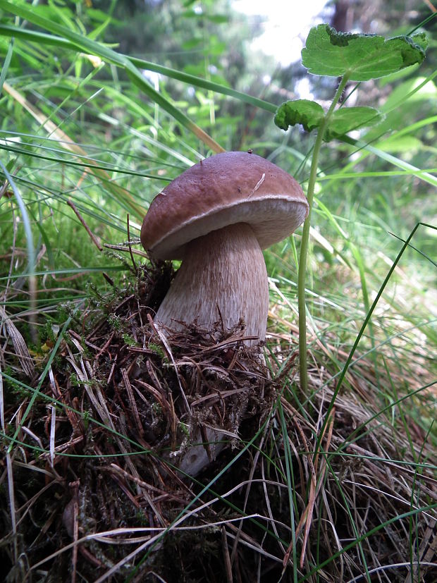 hríb smrekový Boletus edulis Bull.