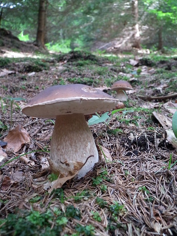 hríb smrekový Boletus edulis Bull.