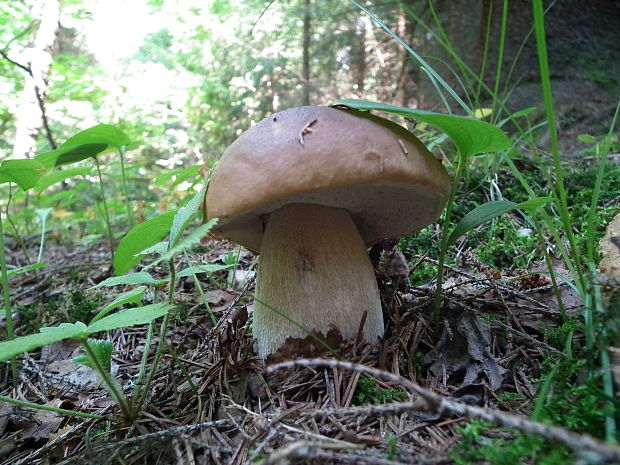 hríb smrekový Boletus edulis Bull.