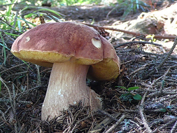 hríb sosnový Boletus pinophilus Pil. et Dermek in Pil.