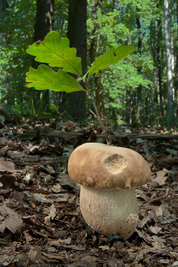 hríb dubový Boletus reticulatus Schaeff.