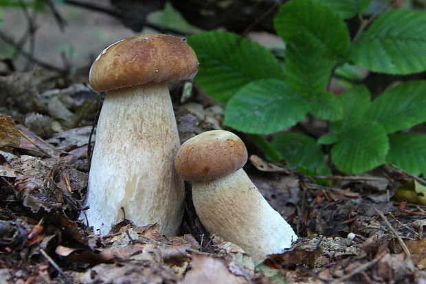 hríb dubový Boletus reticulatus Schaeff.