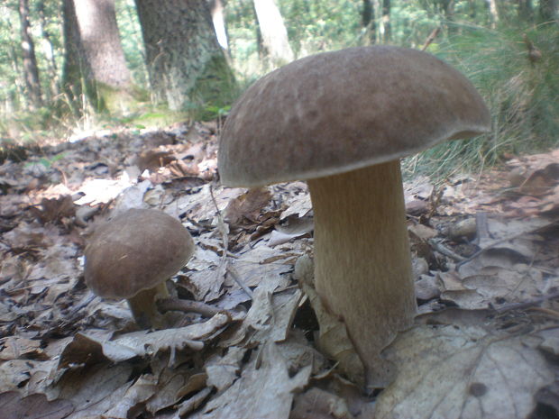 hríb dubový Boletus reticulatus Schaeff.