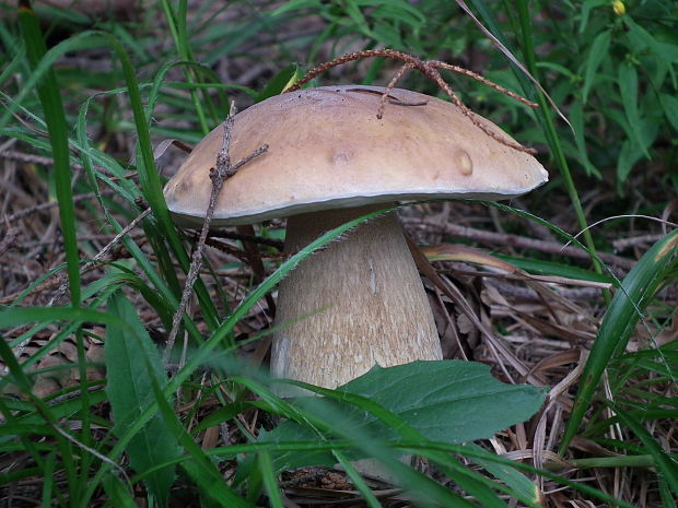 hríb dubový Boletus reticulatus Schaeff.