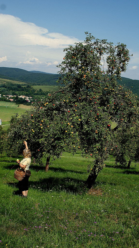 Boženka v jabloňovom sade Boženka in pomum pomarii