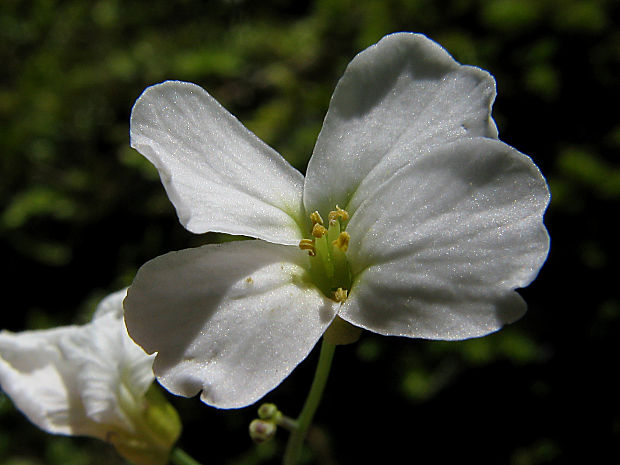 žerušničník srstnatý/řeřišničník skalní Cardaminopsis petraea (L.) Hiitonen