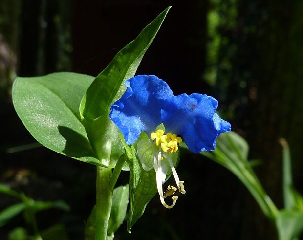 podenka obyčajná Commelina communis  L.