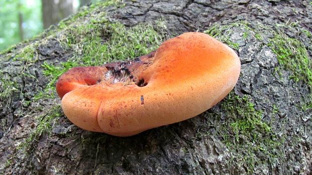 pečeňovec dubový Fistulina hepatica (Schaeff.) With.