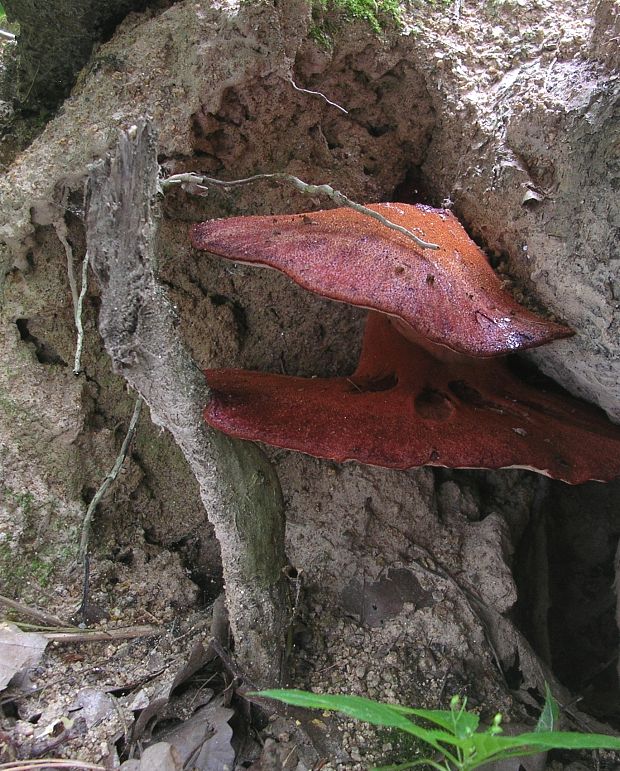 pečeňovec dubový Fistulina hepatica (Schaeff.) With.