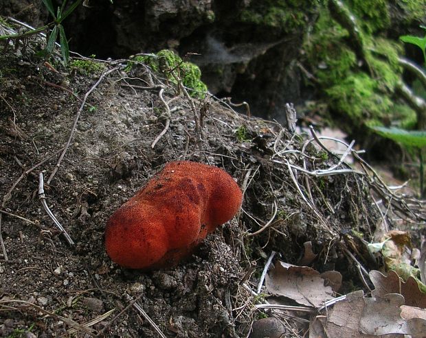 pečeňovec dubový Fistulina hepatica (Schaeff.) With.