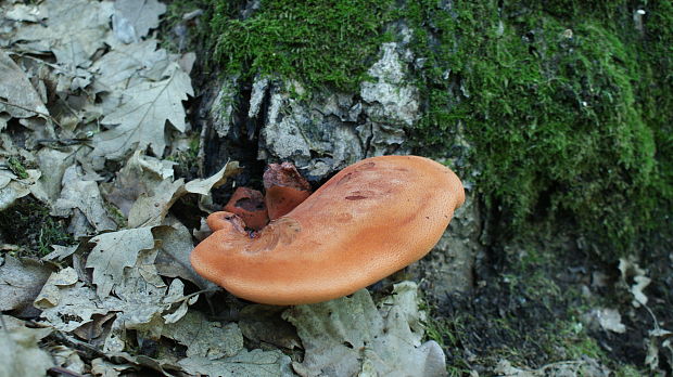 pečeňovec dubový Fistulina hepatica (Schaeff.) With.