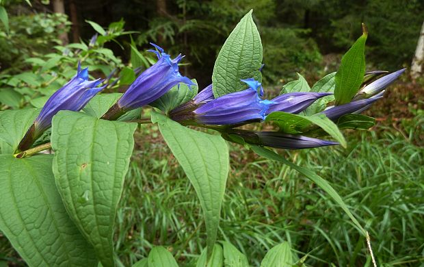 horec luskáčovitý Gentiana asclepiadea L.