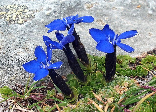 horec okrúhlolistý Gentiana orbicularis Schur